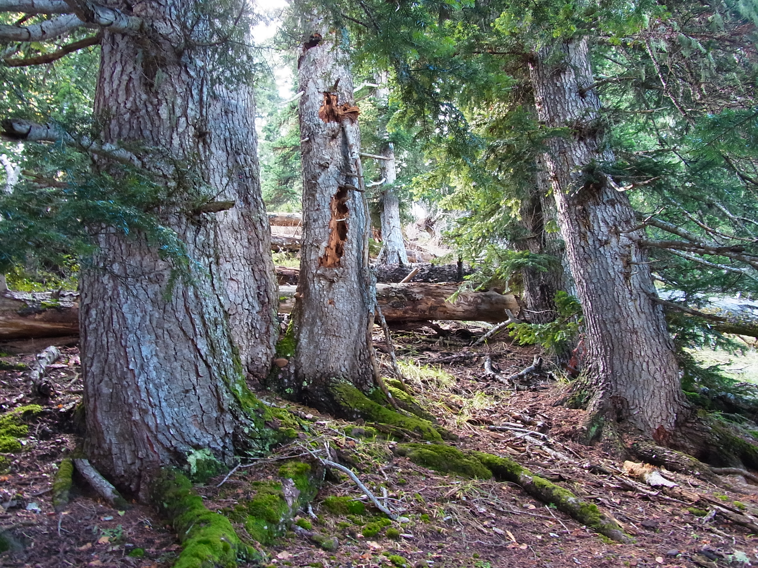Fem balanç de 13 anys Sèlvans diagnosticant, conservant i custodiant el nostre patrimoni forestal més singular