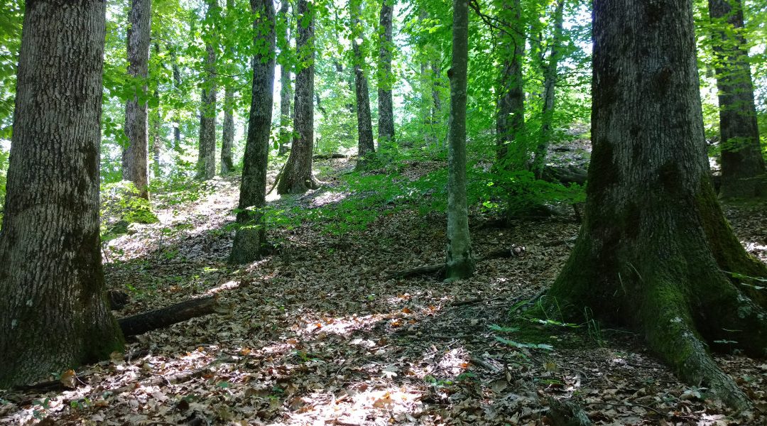 Signatura del contracte de Bosc Terapèutic i del conveni amb l’Ajuntament de Sant Hilari Sacalm