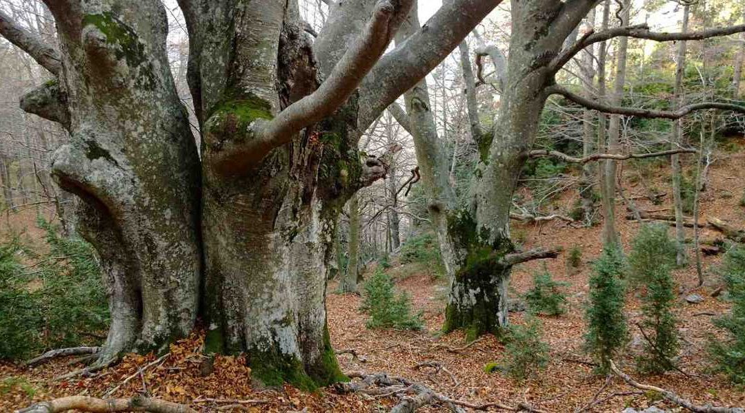 Un pla d’acció per conservar i custodiar els millors exponents de bosc madur de Catalunya