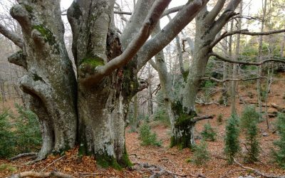Un plan de acción para conservar y custodiar los mejores exponentes de bosque maduro de Cataluña