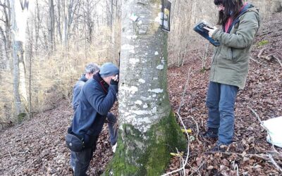 Col·laborem amb la ICHN en la realització de parcel·les de seguiment de líquens i briòfits en un rodal de bosc madur custodiat per Sèlvans, dins l`àmbit de la Serralada Transveral
