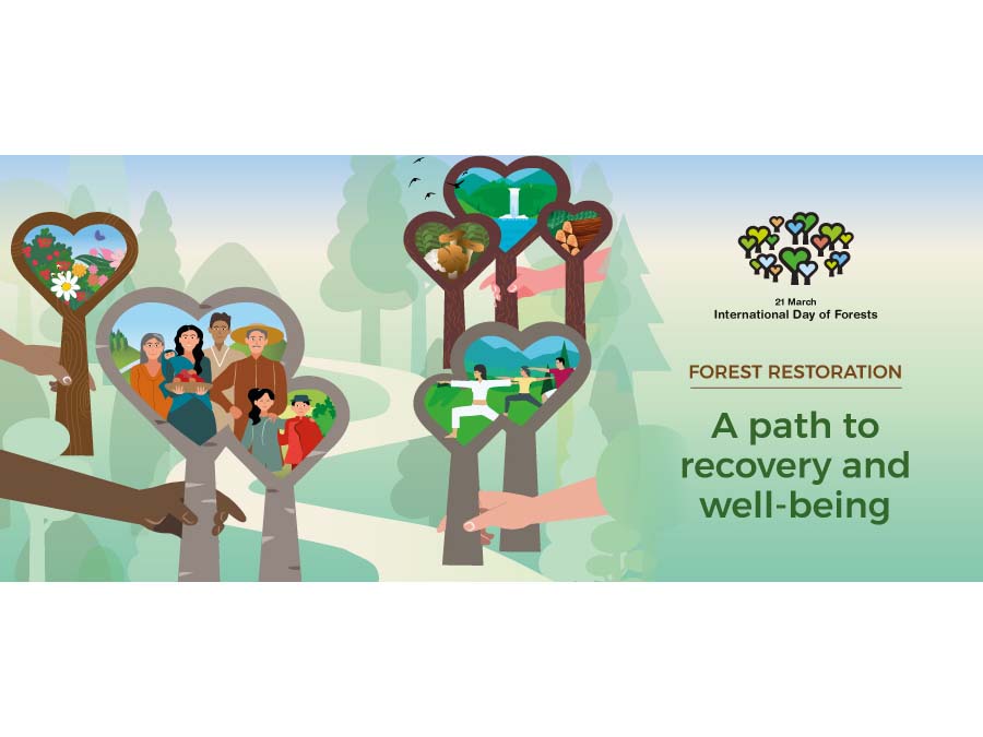 Celebrem el “Dia Internacional dels Boscos 2021” amb una crida a preservar el nostre “nucli antic dels boscos”
