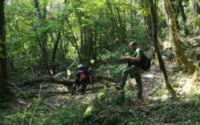 Avancem la recerca sobre el servei ecosistèmic “Biodiversitat” en boscos madurs, dins l’àmbit de la Serralada Transversal.