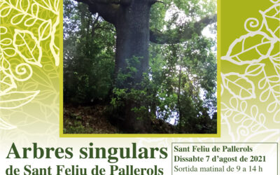 Matinada forestal d’arbres singulars a Sant Feliu de Pallerols (Serralada Transversal)