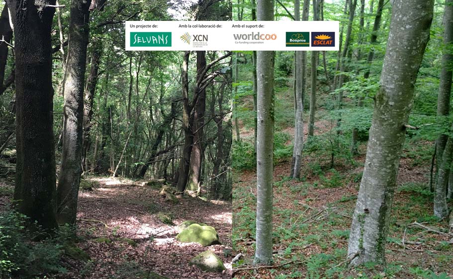 Formalizamos la preservación de 27,11 hectáreas de dos tesoros forestales en el ámbito de la Serralada Transversal, gracias a l@s client@s de Bonpreu i Esclat